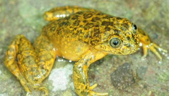 Huancavelica: Descubren nueva especie de rana acuática andina 
