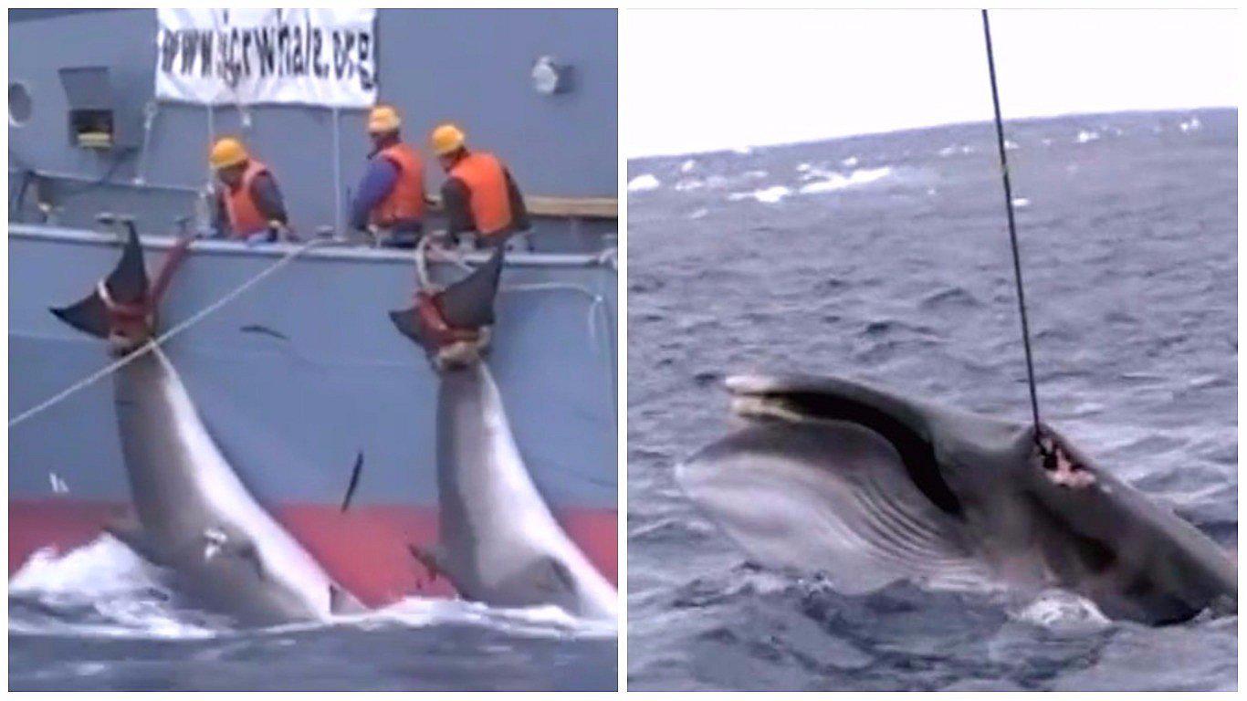 Difunden video sobre brutal caza de ballenas por barcos japoneses (VIDEO)