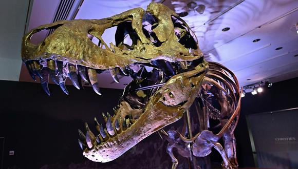 Tiranosaurio Stan fue bautizado con ese nombre en honor a su descubridor, Stan Sacrison. (Foto: AFP)