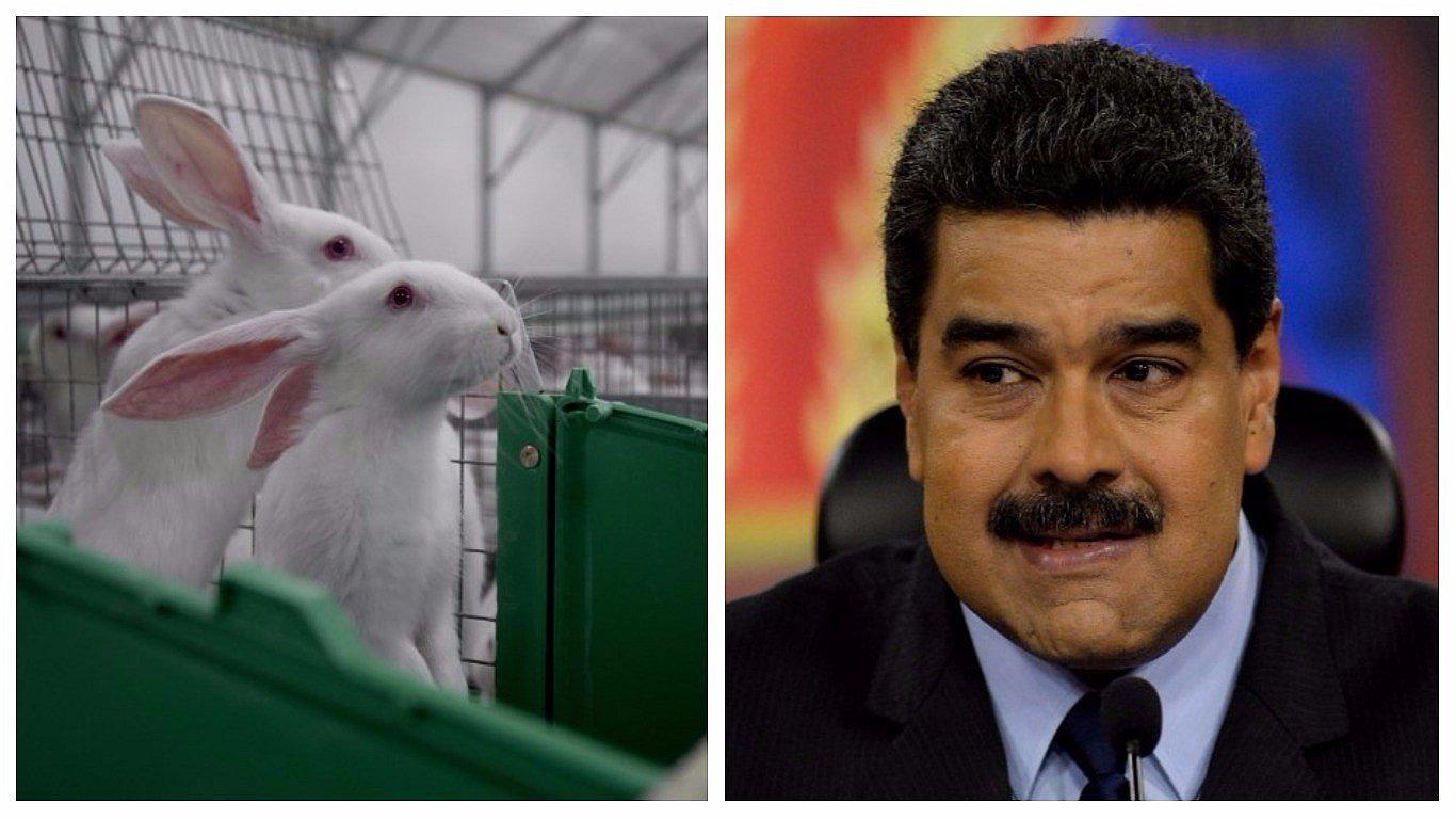 El 'Plan conejo': Maduro lanza insólita estrategia para enfrentar el hambre en Venezuela
