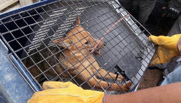 Rescatan a dos zorros andinos que permanecían encerrados en vivienda