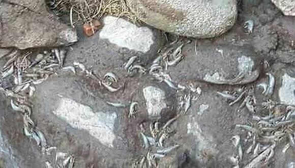 Pobladores denuncian matanza insdiscriminada de camarones