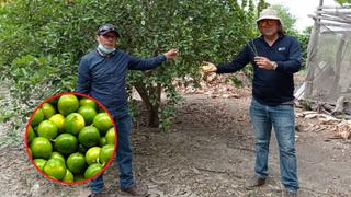 La Libertad: Promoverán cultivo de nueva variedad de limón para agricultores de Chavimochic