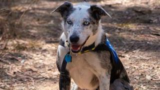 Oso, el perro que fue abandonado y ahora rescata koalas en incendios forestales 