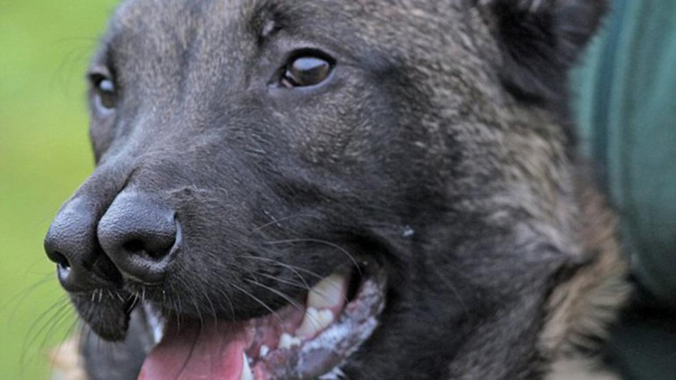 Pastor Alemán "con dos narices" es rechazado por su aspecto (FOTOS)