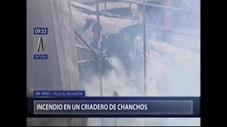 Villa El Salvador: amago de incendio en criadero de chanchos se produjo esta mañana (VIDEO)