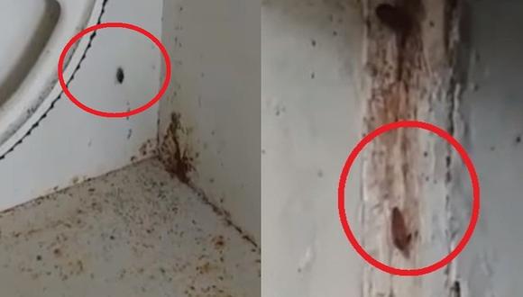Hallan cucarachas y excremento de ratones en cocina de hospital (VIDEO)