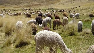 Puno: Conveagro pide que el Midagri garantice más de 100 millones para el agro