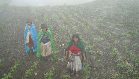 Seis cultivos tienen seguro agrario para la región Puno