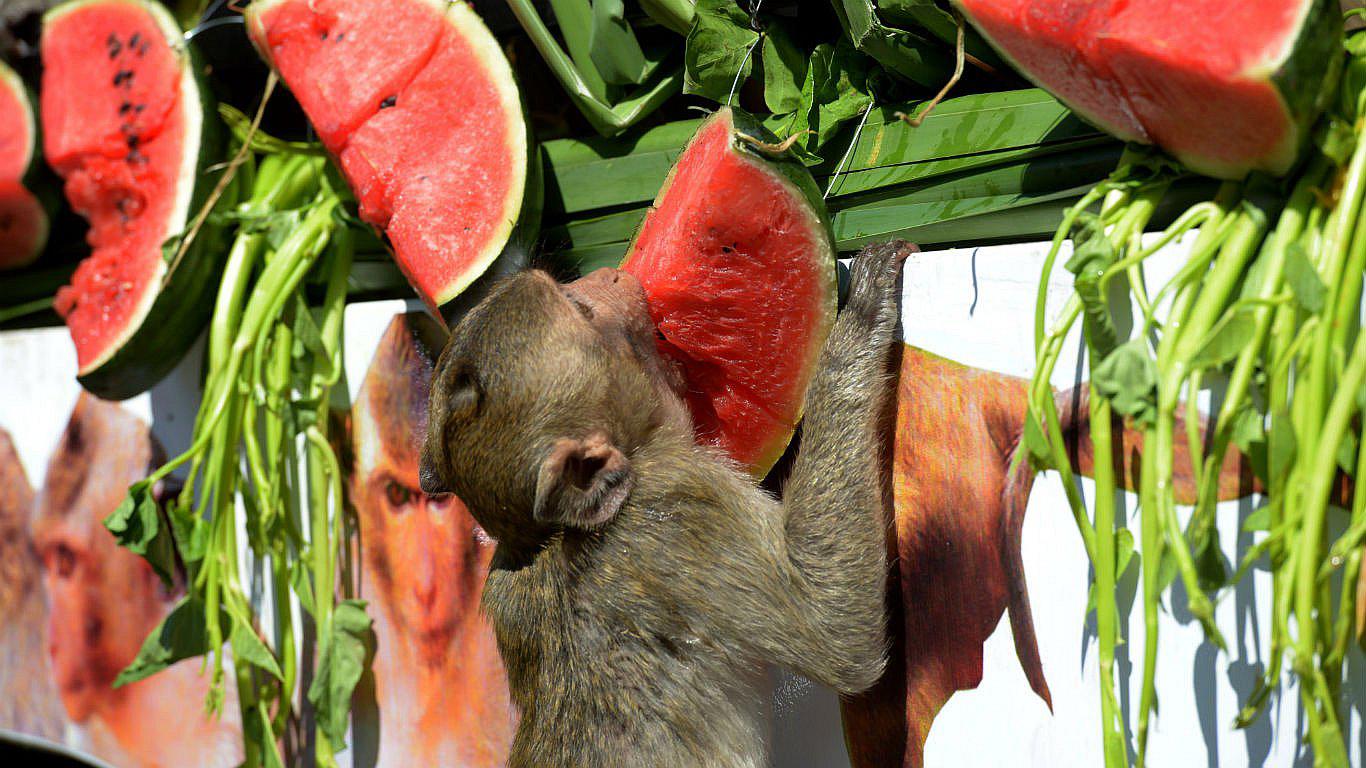 Tailandia: monos recibieron banquete cinco estrellas en tradicional celebración
