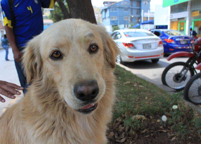 Animalistas organizan para hoy campaña de esterilización