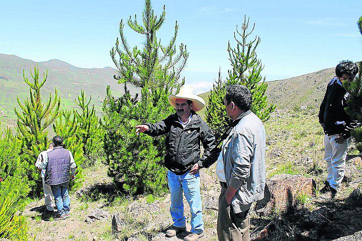 Agricultura asegura 95% de éxito en proyecto de siembra y cosecha de agua en Chavín