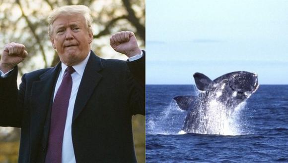 Ecologistas denuncian que Trump permite ataques a ballenas en el Atlántico