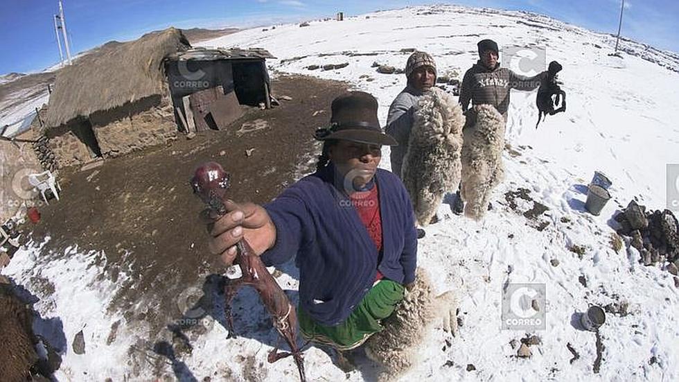 La complicada tarea de crianza camélidos bajo difíciles condiciones climáticas (FOTOS)