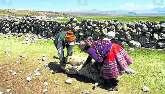 Arequipa: Líderes rurales fueron evaluados para el manejo de camélidos
