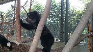 Piura: Serfor rescata cría de oso anteojos en Huancabamba