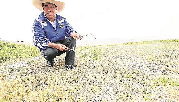 Piura: Las pérdidas por déficit hídrico en la región se triplicarían