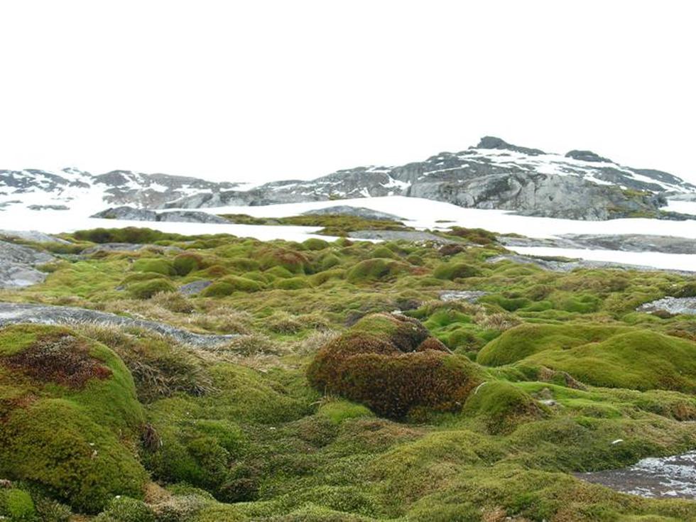 Musgo de la Antártida retorna a la vida después de 1.500 años congelado