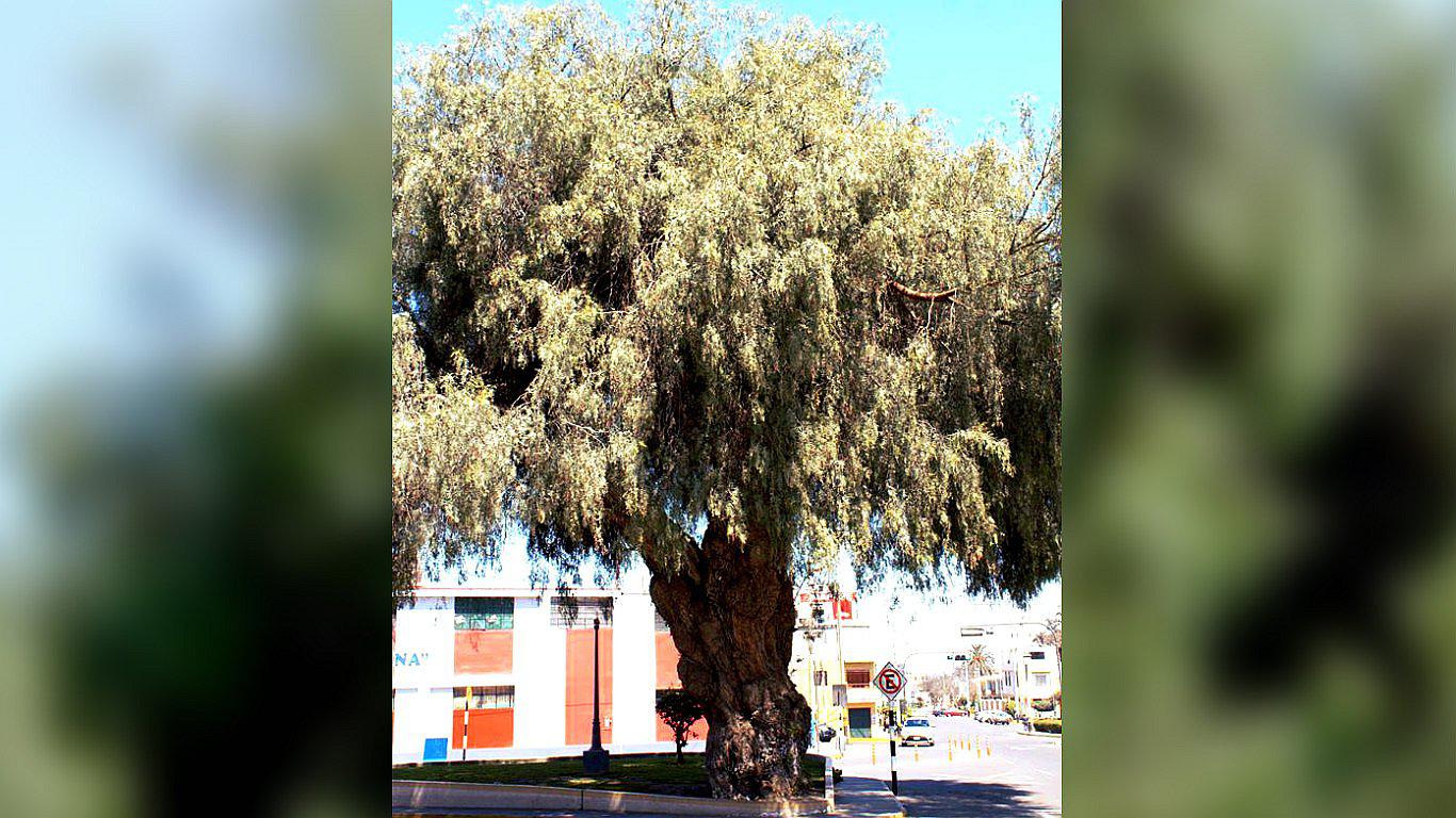 Tacna: Declaran patrimonio natural del Perú a molle de más de 100 años