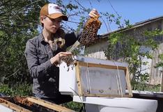 Esta mujer mueve con sus manos desnudas una colmena de abejas para salvarlas