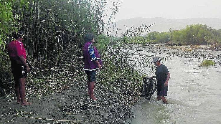 En el periodo de veda del camarón 2018, en Arequipa se incautó 388 kilos
