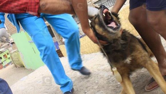 Arequipa: Detectan dos casos nuevos de rabia canina y una persona mordida