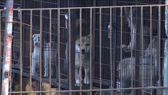 ​Corea: Rescatan a 200 perros destinados para consumo humano