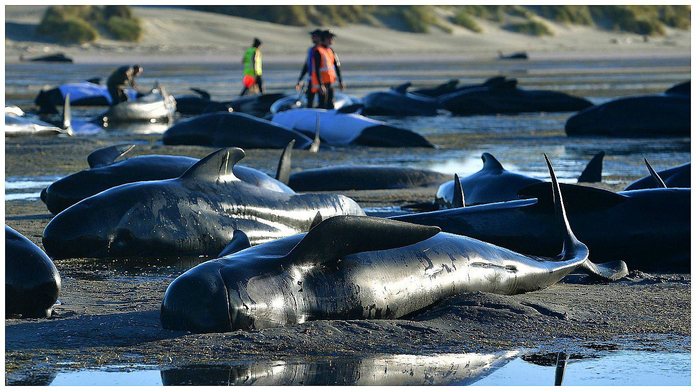 Nueva Zelanda: gran temor de una explosión de centenares de ballenas muertas (VIDEO)
