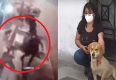 Perros se enfrentan a delincuentes y evitan robo de celular a su dueña (VIDEO)