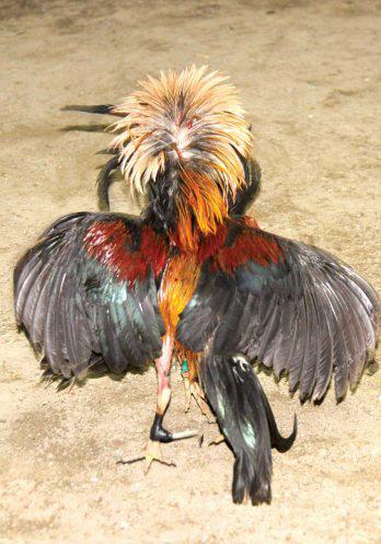 Pelea de Gallos en Palpa y Nasca
