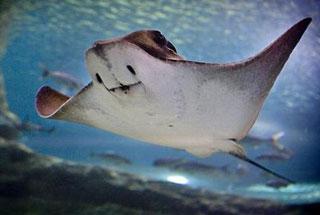 Proponen más protección para la vida marina en la Antártida