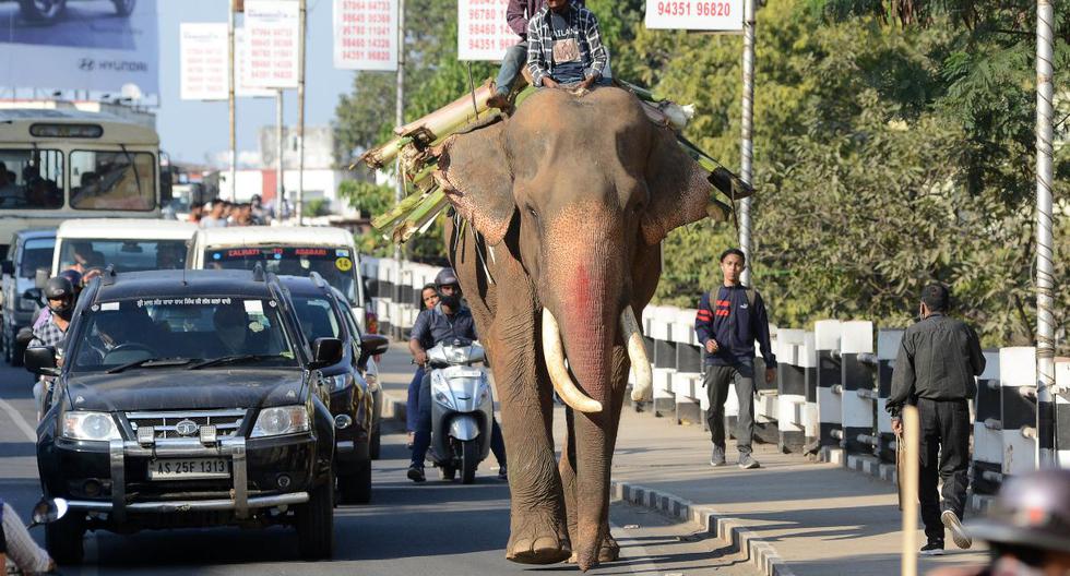 Un mahout monta un elefante entre el tráfico en Guwahati, India, el 3 de diciembre de 2020. (Foto referencial, Biju BORO / AFP).