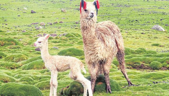 Huancavelica: Logran nacimiento sincronizado de 57 alpacas