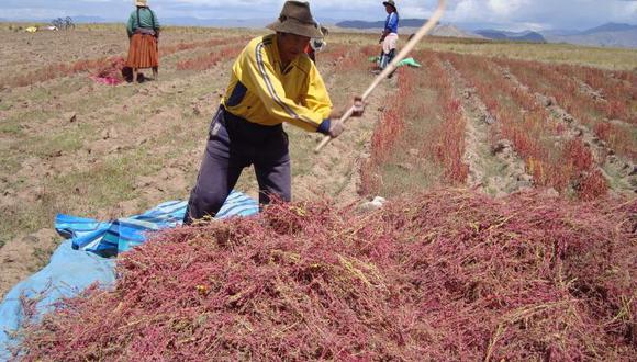 Ayacucho: Consumo per cápita de quinua no supera los 3 kilos por año