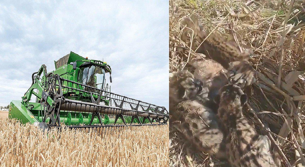 Youtube: cuatro cachorros de puma salvan de morir aplastados por maquinaria (VIDEO)