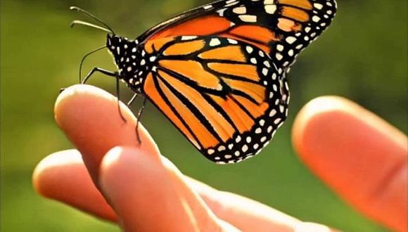 Mariposa Monarca, especie en peligro de extinción, es conservada en San Borja