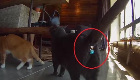 Insólito: ​Crean accesorio que cubre la cola de un gato (Video)