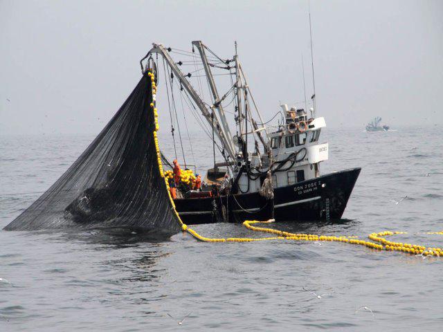 Pesca industrial vuelve a insistir con ingresar dentro de las 5 millas