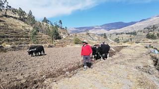 Arequipa: Ichupampa conserva el uso tradicional de  la yunta para sembrar