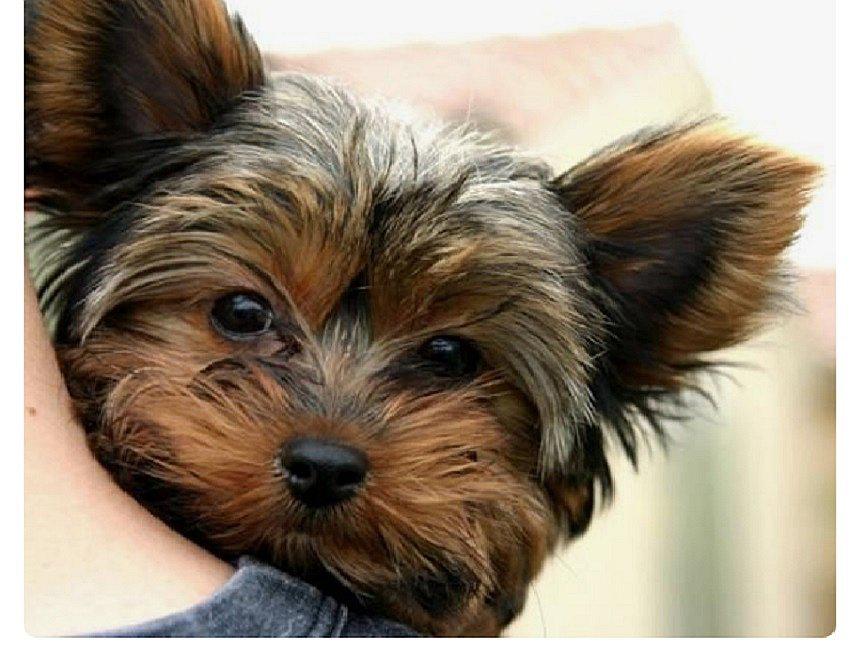 Juez concede a hombre el derecho de visitar a su mascota tras terminar relación con pareja