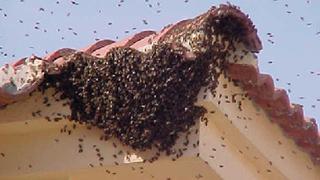 Enjambre de abejas mata a agricultor que pastaba sus ovejas en la región Junín