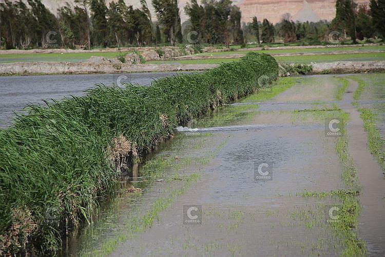 Preocupación por sobre producción de arroz en Camaná