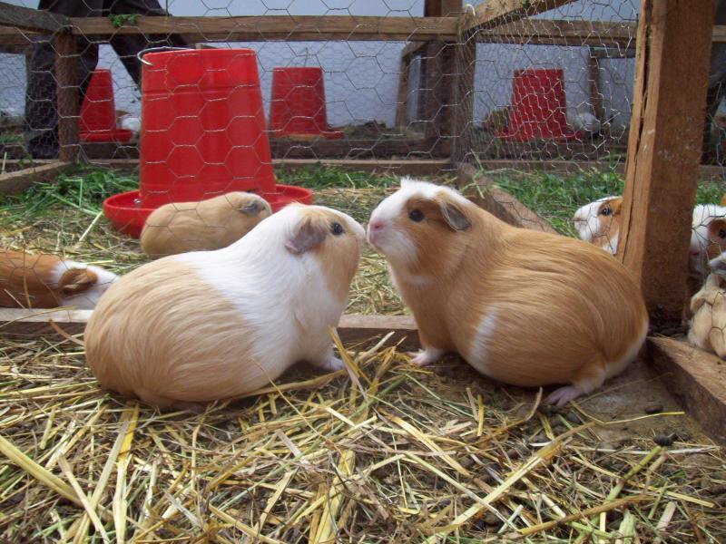 Arequipa: Buscan exportar cuyes como mascotas
