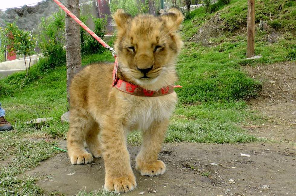 "Bautizarán" a leoncita nacida en cautiverio 