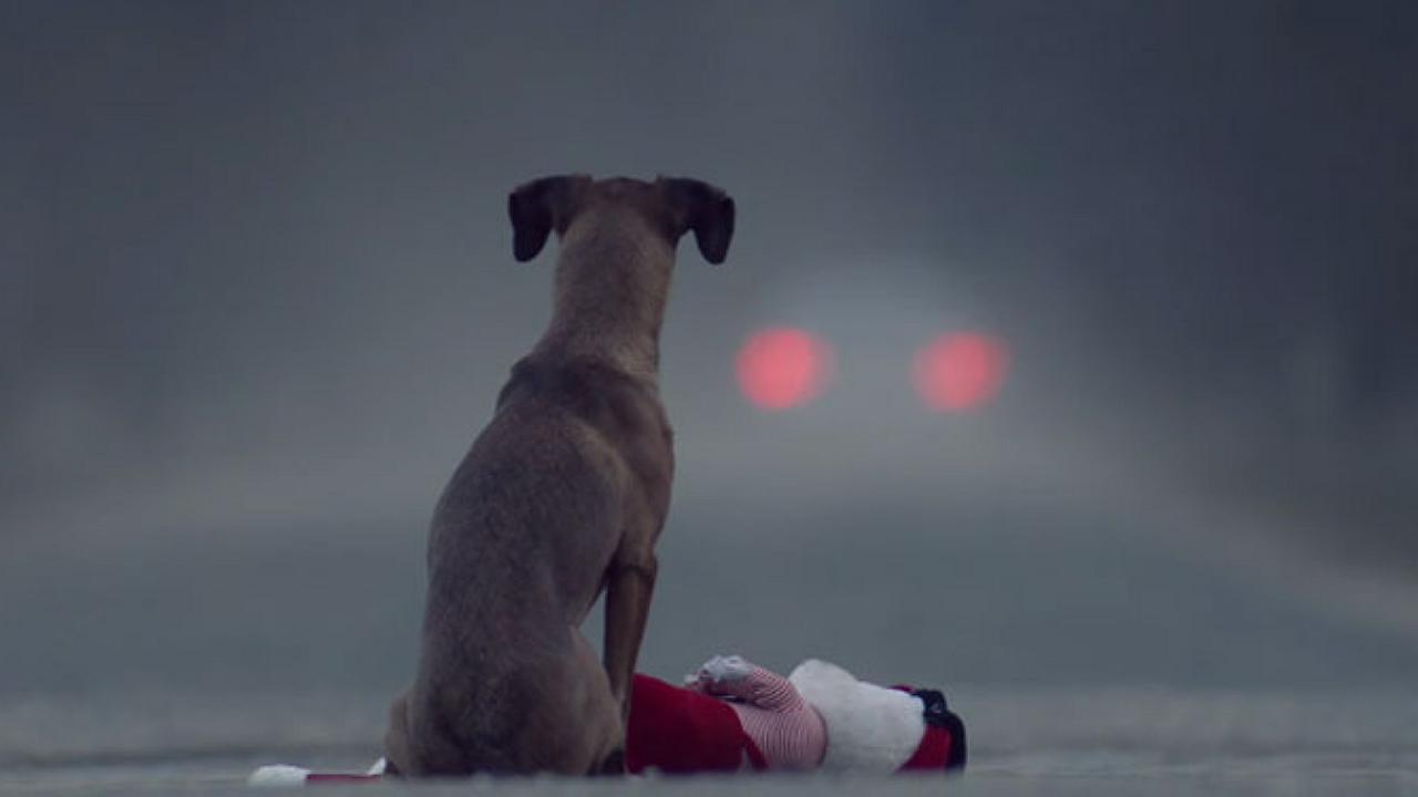 Abandonar a un perro podría costar una multa de hasta 1000 dólares en Argentina