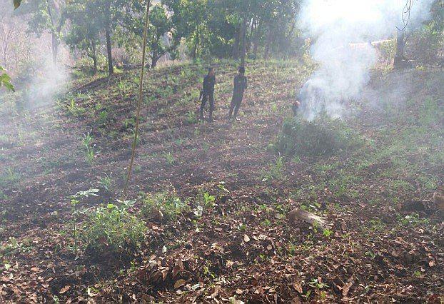 La Libertad: Erradican 5,000 plantones de marihuana en Huamachuco