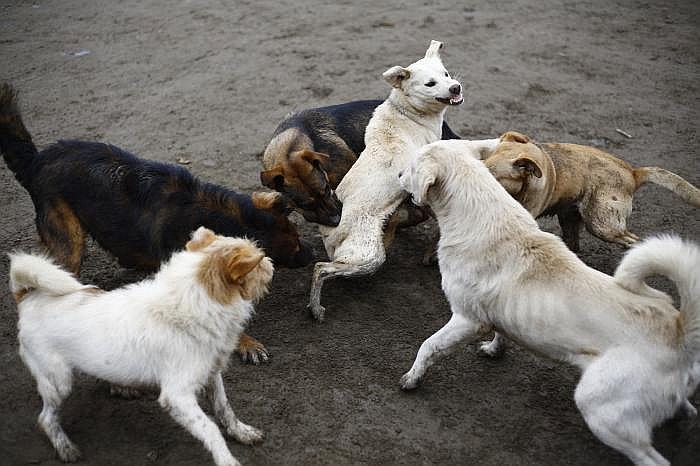 44 muestras de cerebros de perros fueron enviados a Lima para descarte de rabia