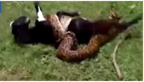 YouTube: Cabra lucha a muerte con serpiente hasta que reptil es vencido(VIDEO)