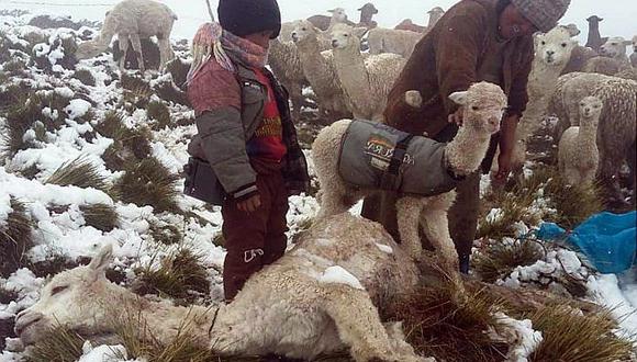 Animales de granja perecen por nieve y granizo en Cusco (FOTOS)