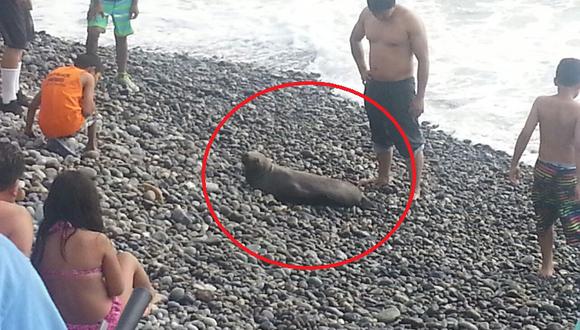 ​Desde WhatsApp: Bañistas hallaron a un lobo de mar varado en Costa Verde